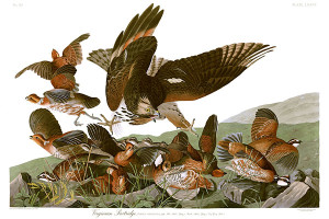 John_James_Audubons_Plate_76_-_Birds_of_America_(Virginian_Partridge)