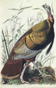 audubon_john_james_the_birds_of_america_from_original_drawings_london_d5525248h